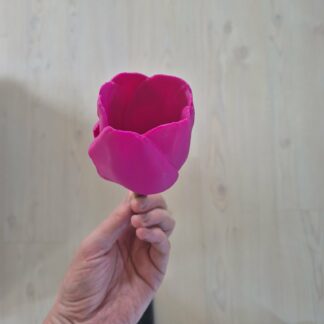Tulipan