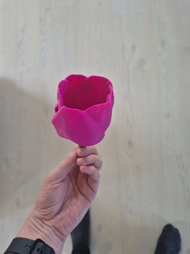 Tulipan